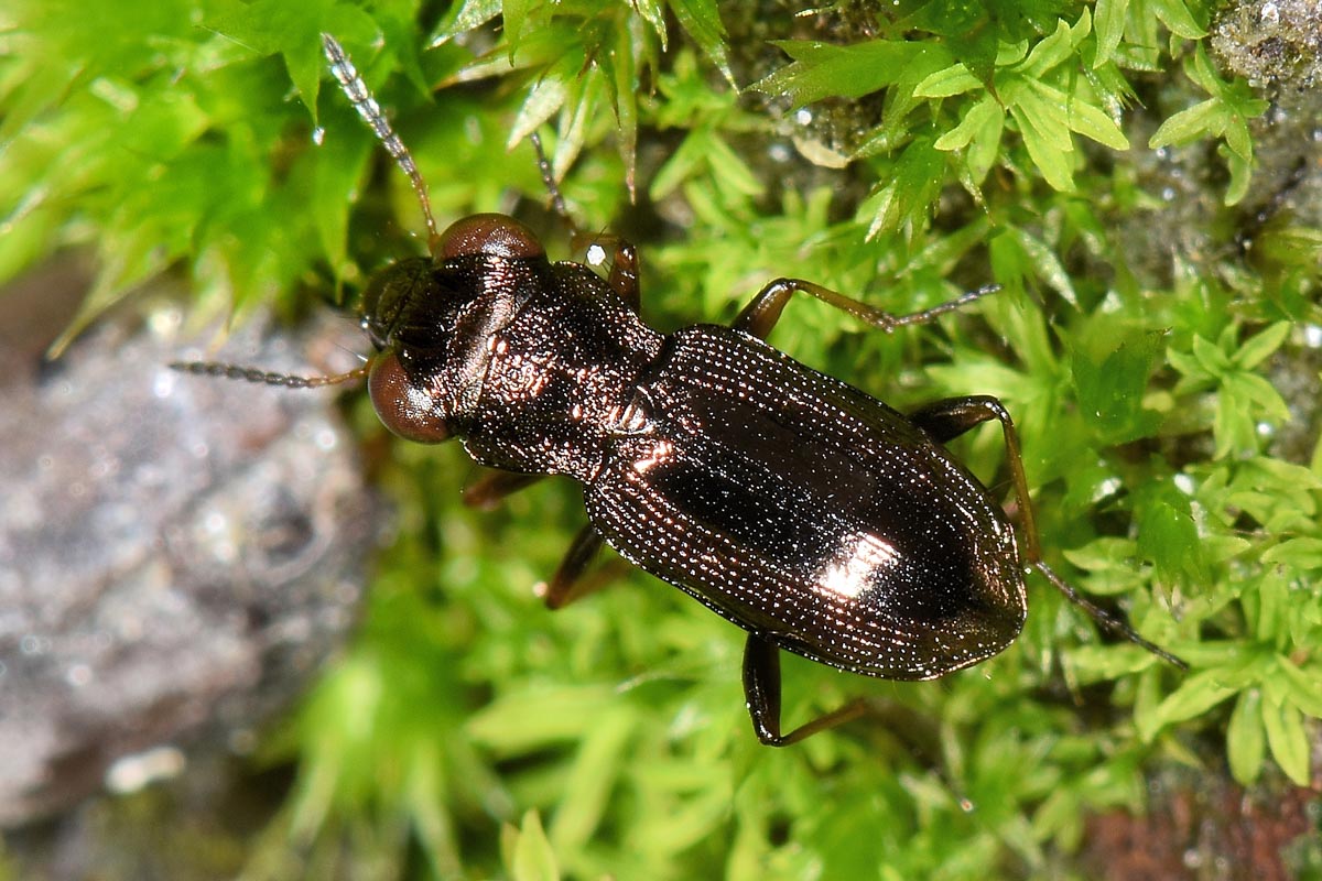 Avigliana, Lungo Dora: Carabidae lungo il fiume.